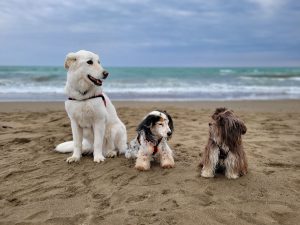 Canix DNA Test für Hunde